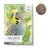 Vogelmiere Samen (Stellaria media) - Wertvolle Heilpflanze und beliebte Futterpflanze für Wellensittiche und viele andere Vögel (Vogelmiere)