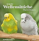 Wellensittiche 2025 - Postkartenkalender 16x17 cm - Budgies - zum Aufstellen oder Aufhängen - Monatskalendarium - Gadget - Mitbringsel - Alpha Edition