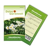 Gänseblümchen Einfach weiß Samen - Bellis perennis - Gänseblümchensamen - Blumensamen - Saatgut für 300 Pflanzen