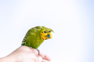 Neugieriger Wellensittich auf dem Finger – Tipps aus dem Wellensittich Ratgeber Ein neugieriger Wellensittich auf einem Finger – Tipps und Tricks im Ratgeber vom Wellensittich Infoportal