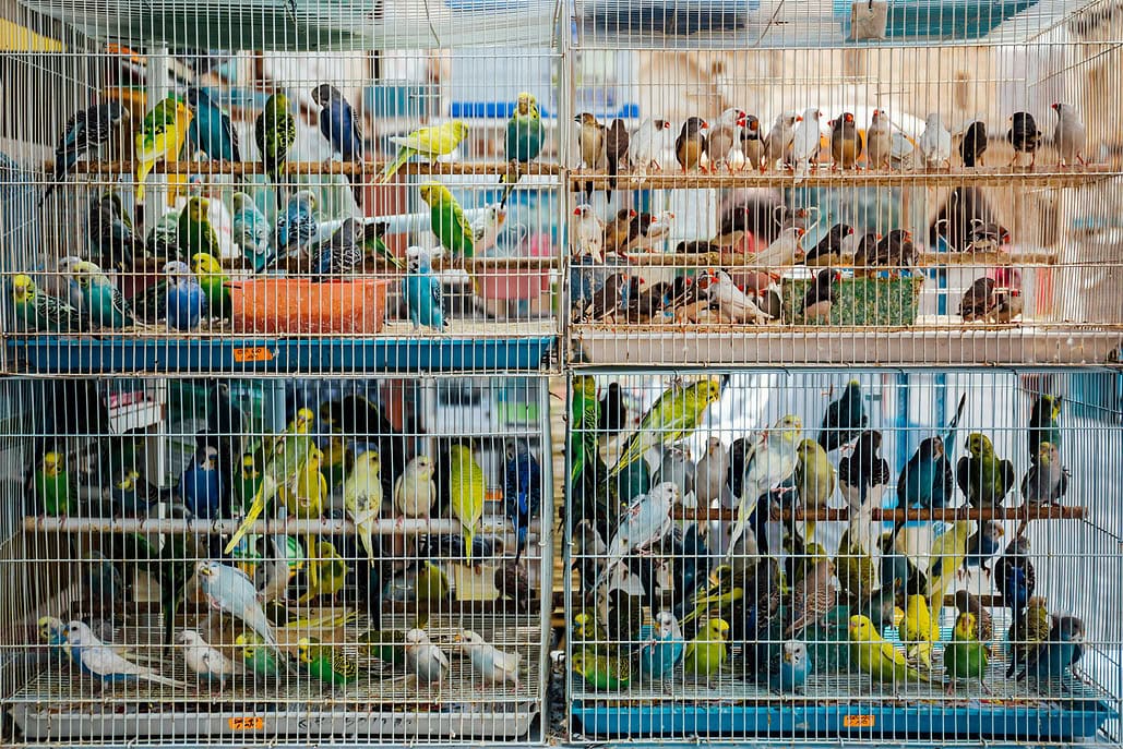 Eine Vielzahl von Vögeln in kleinen Käfigen, die in einem Vogelmarkt ausgestellt sind.