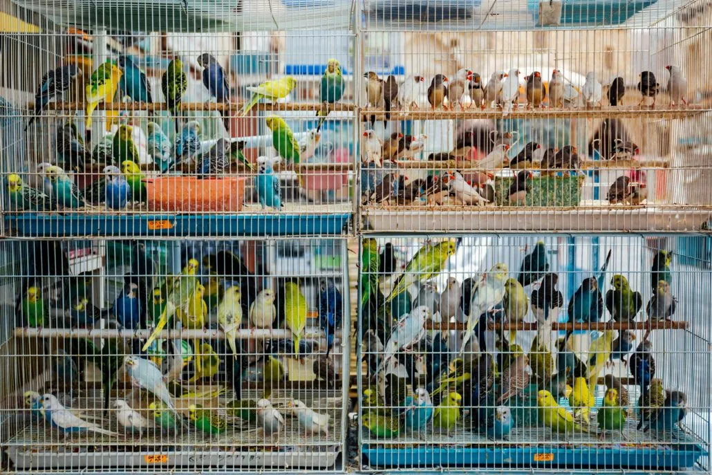 Eine Vielzahl von Vögeln in kleinen Käfigen, die in einem Vogelmarkt ausgestellt sind.