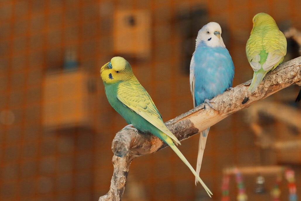 Erfahrener Vogelzüchter mit seinen farbenfrohen Wellensittichen in einer liebevoll gestalteten Voliere.