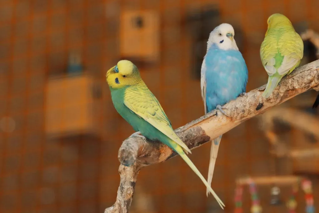 Erfahrener Vogelzüchter mit seinen farbenfrohen Wellensittichen in einer liebevoll gestalteten Voliere.