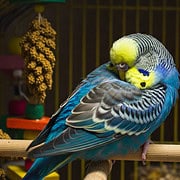 Schlafender Wellensittich mit blauem Gefieder auf einer Sitzstange im Käfig.