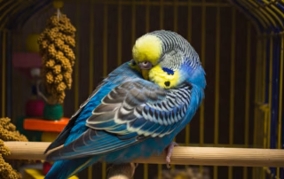 Schlafen: Schlafverhalten von Wellensittichen erklärt 7 Schlafender Wellensittich mit blauem Gefieder auf einer Sitzstange im Käfig.