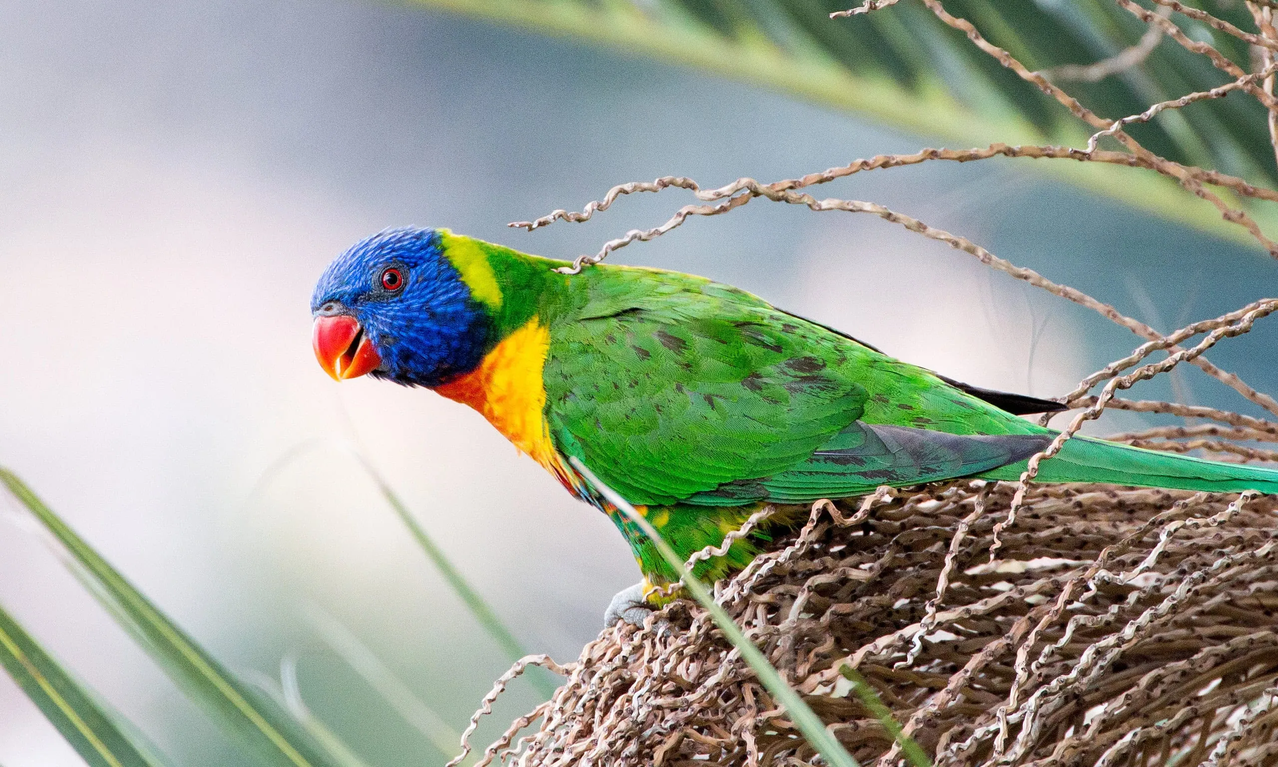 Australischer Sittich sitzt auf seinem Nest.