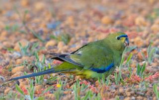 Schmucksittiche: Haltung, Charakter & Pflege im Porträt 3 Ein männlicher Schmucksittich sucht am Boden nach Futter.