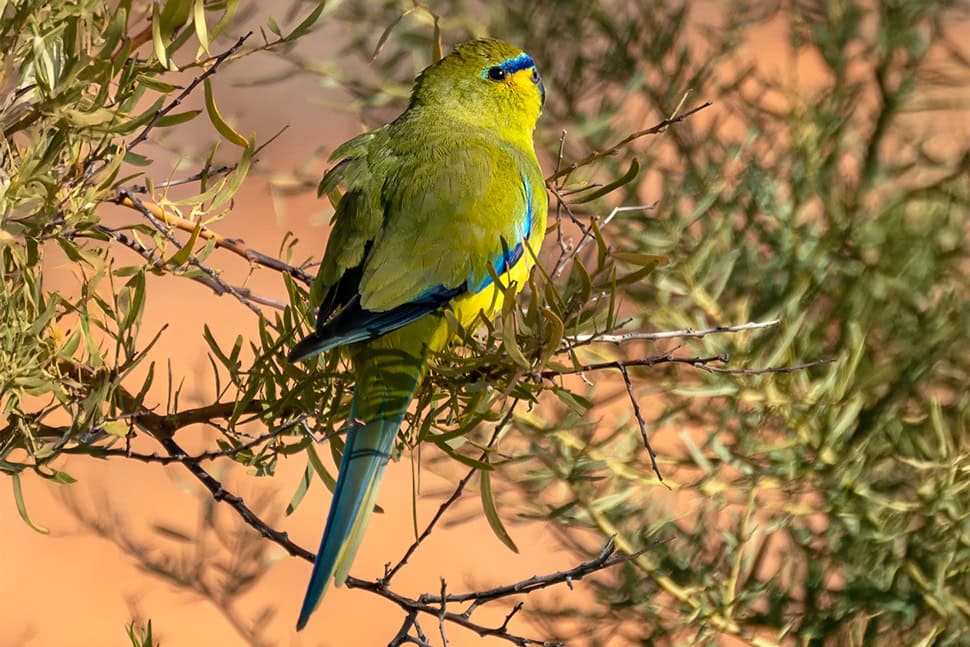 Männlicher Schmucksittich im Buschland Australiens