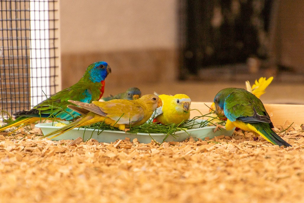 Schmucksittich mit anderen Vogelarten beim Fressen.