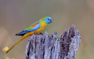 Schönsittich Haltung: Alles über Pflege, Ernährung & Zucht 11 Schönsittichmännchen auf einem Baumstamm