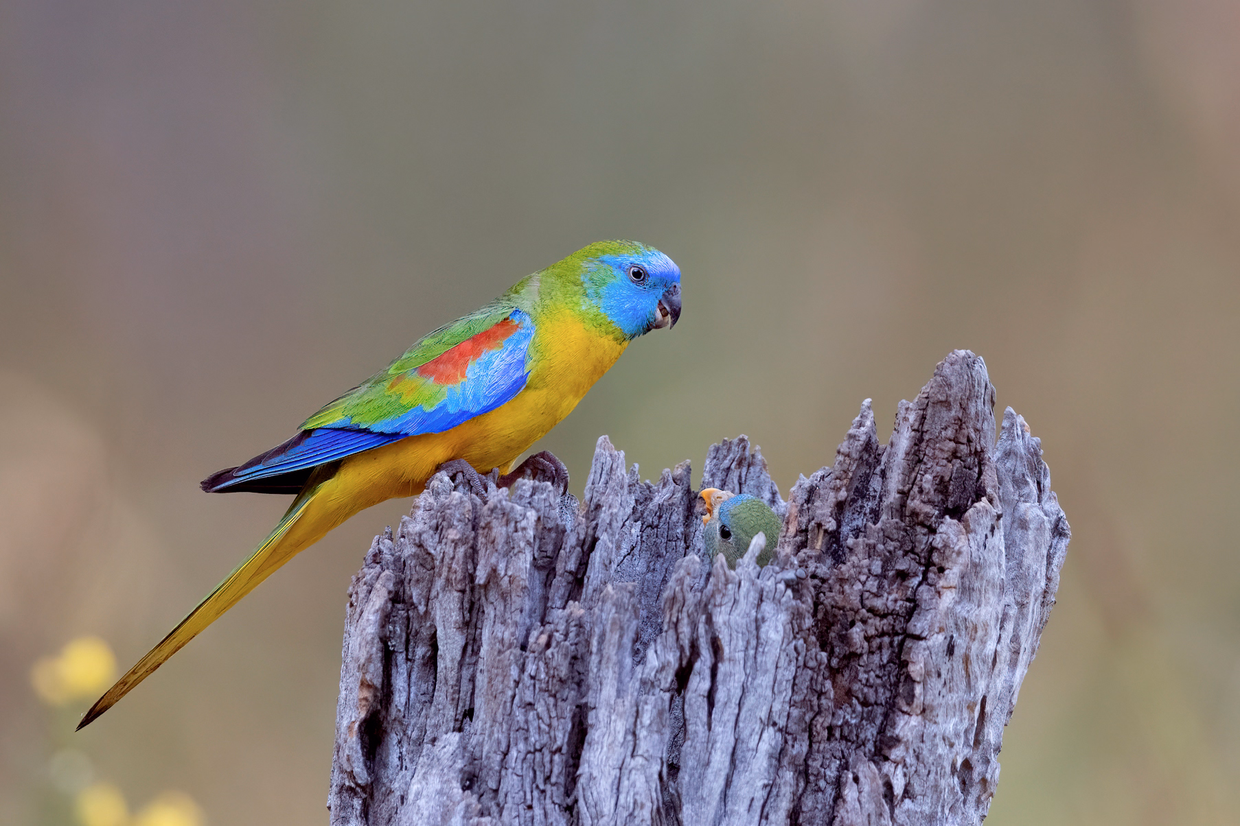 Informationen über den Schönsittich ©patrickkavanagh/flickr.com CC BY 2.0 Schönsittichmännchen auf einem Baumstamm