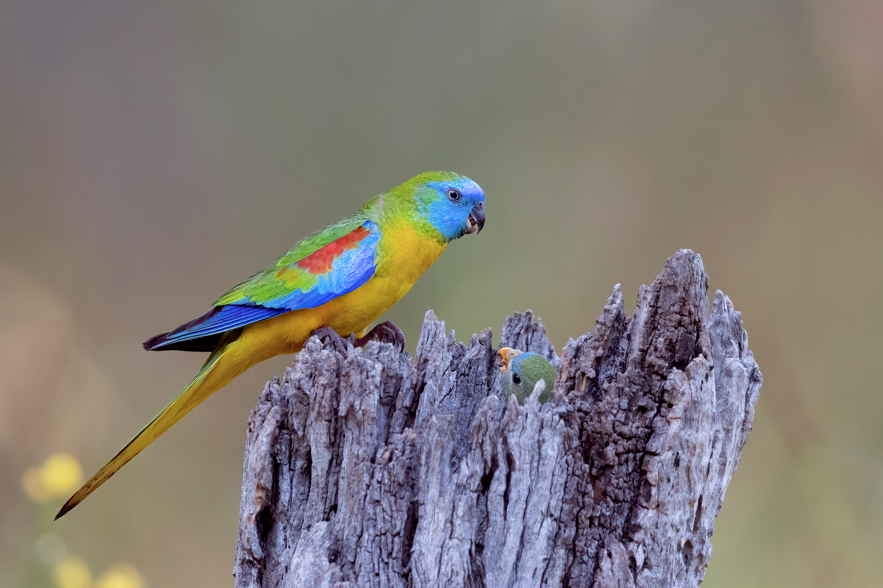 Schönsittich – ruhig und schön gefärbt Schönsittich – zart gefärbter Vogel