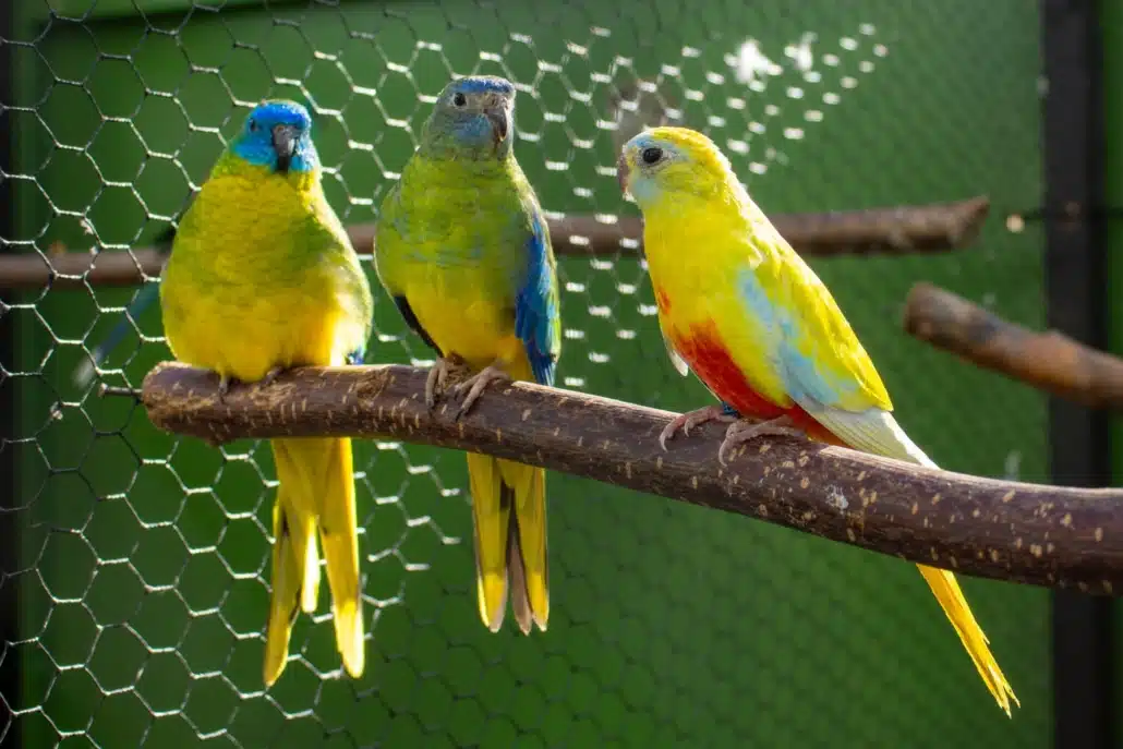 Schönsittich Haltung: Alles über Pflege, Ernährung & Zucht 2 Drei Schönsittiche in unterschiedlichen Farbschlägen sitzen gemeinsam auf einer Stange.
