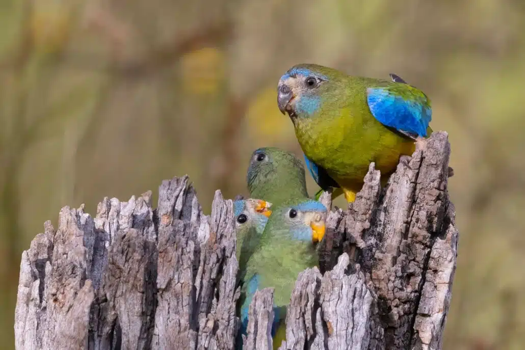 Schönsittich Haltung: Alles über Pflege, Ernährung & Zucht 4 Schönsittich füttert einen Jungvogel auf einem alten Baumstumpf in natürlicher Umgebung.
