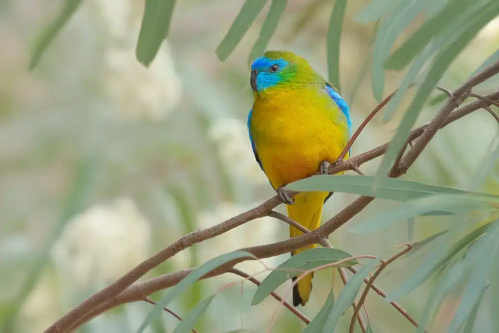 Schönsittich Haltung: Alles über Pflege, Ernährung & Zucht 3 Schönsittich sucht im Geäst nach natürlicher Nahrung wie Samen und frischen Pflanzenteilen.