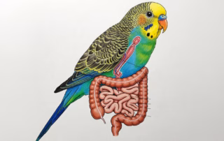 Das Verdauungssystem vom Wellensittich: Aufbau, Funktion und häufige Krankheiten 5 Verdauungssystem beim Wellensittich.