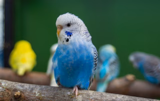 Das Atmungssystem von Wellensittichen: Funktion verstehen & Atemprobleme erkennen 4 Atmungssystems eines Wellensittichs: Darstellung von Luftröhre, Lunge und Luftsäcken im Körper eines blauen Sittichs.