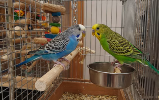 Wie lange können Wellensittiche alleine bleiben? Tipps zur sicheren Abwesenheit 8 Zwei alleingelassene wellensittich im verschmutzten Käfig und ohne Futter.