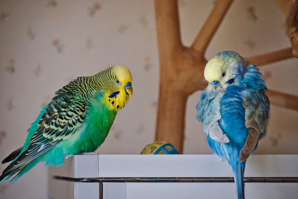 Welche Kombination der Geschlechter ist bei den Wellensittichen am besten geeignet? 3 Zwei Wellensittich-Hähne sitzen zusammen – gleichgeschlechtliche Geschlechterkombination