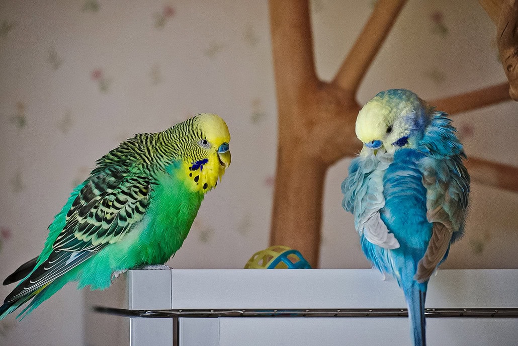 Gleichgeschlechtliche Haltung von zwei Wellensittich Männchen