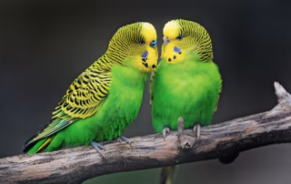 Welche Kombination der Geschlechter ist bei den Wellensittichen am besten geeignet? 10 Die beste Kombination für eine ausgeglichene und harmonische Haltung von Wellensittichen ist ein gegengeschlechtliches Paar.