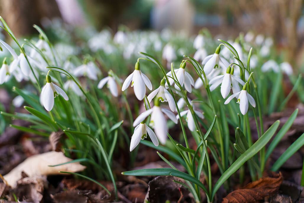 Schneeglöckchen blühen im frühen Frühling am Waldboden – zarte weiße Blüten zwischen grünem Laub.