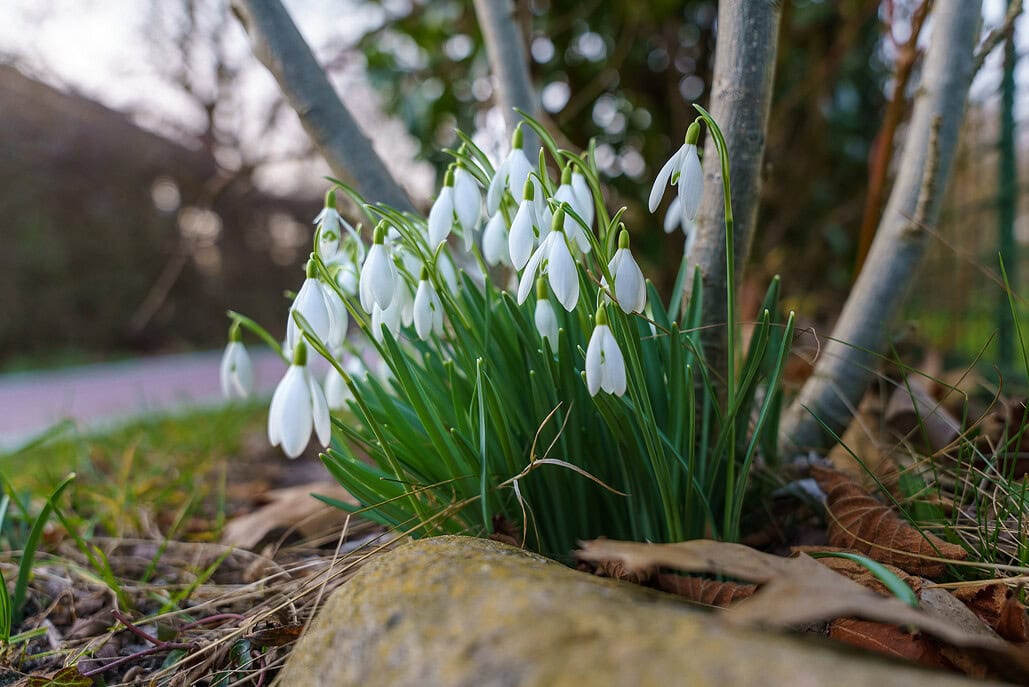 Schneeglöckchen blühen im frühen Frühling am Waldboden – zarte weiße Blüten zwischen grünem Laub.