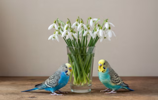 Schneeglöckchen giftig für Wellensittiche & australische Sittiche 5 Zwei Wellensittiche neben einem Glas mit Schneeglöckchen – Achtung, Schneeglöckchen sind giftig für Vögel!