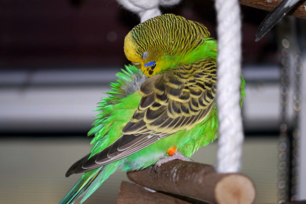 Schlafen: Schlafverhalten von Wellensittichen erklärt 2 Wellensittich ruht mit Kopf im Gefieder auf einer Schaukel