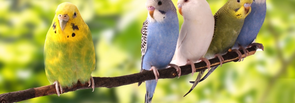 Wellensittiche auf einem Ast – ein Vogel in Quarantäne sitzt abseits der Gruppe