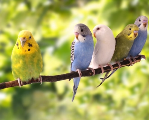 Wellensittiche auf einem Ast – ein Vogel in Quarantäne sitzt abseits der Gruppe