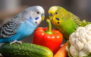 Gemüse für Wellensittiche 9 Zwei Wellensittiche mit frischem Gemüse: Paprika, Gurke, Karotte und Blumenkohl
