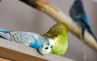 Tipps für ein gesundes Raumklima für Wellensittiche 10 Zwei Wellensittiche ruhen entspannt in einem sicheren Raumklima auf einer Holzstange