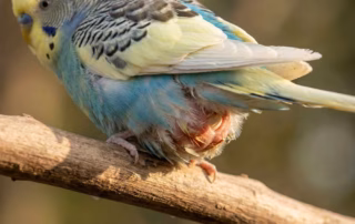 Legenot bei Wellensittichen: Ein Wettlauf gegen die Zeit 5 Wellensittich mit sichtbarer Vorwölbung an der Kloake als möglicher Hinweis auf Legenot