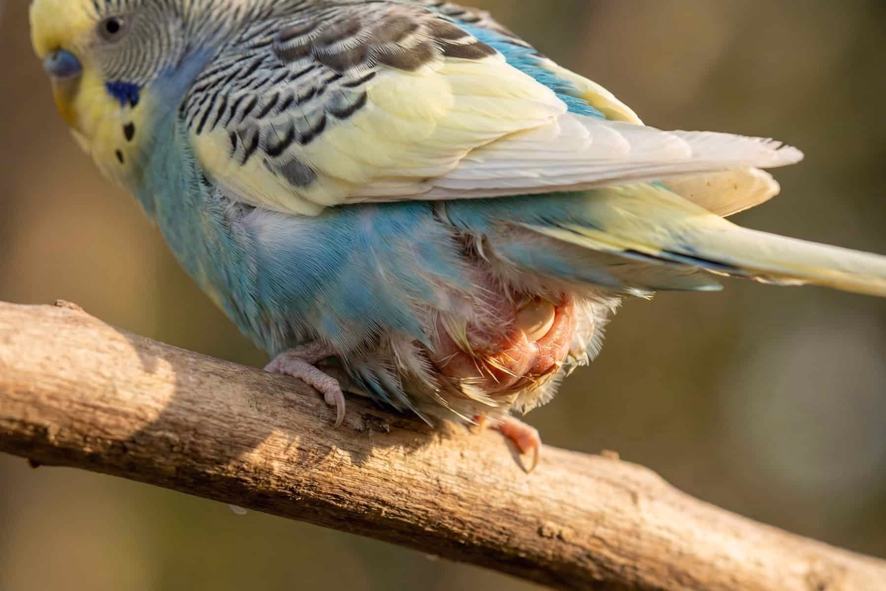 Legenot beim Wellensittich – Warnzeichen an der Kloake Wellensittich mit sichtbarer Vorwölbung an der Kloake als möglicher Hinweis auf Legenot