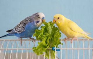 Salat für Wellensittiche: knackige Abwechslung 4 Zwei Wellensittiche knabbern an einem grünen Salatblatt auf dem Käfig