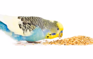 Bestes Futter für Wellensittiche: So findest du eine gute Körnermischung 3 Wellensittich frisst Körnerfutter aus einer ausgewogenen Saatenmischung