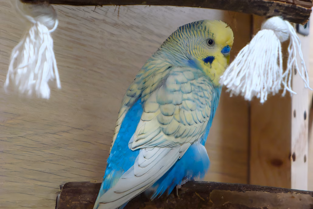Vogelgrippe: Was Ziervogelhalter jetzt bei Wohnungshaltung und Außenvolieren beachten müssen 2 Blau-gelber Wellensittich sitzt auf einem Naturast vor einer Holzfläche