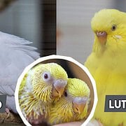 Albino und Lutino Wellensittiche