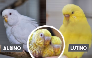 Albino und Lutino Wellensittiche
