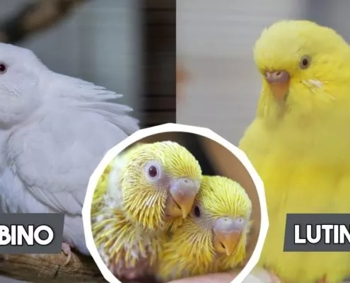 Albino und Lutino Wellensittiche