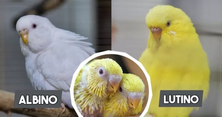 Albino und Lutino Wellensittiche